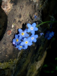 Forget-me-nots (2)